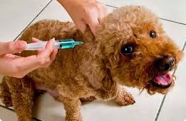 Vacunación de mascotas